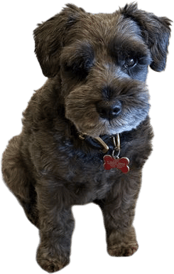 Miniature Schnauzer