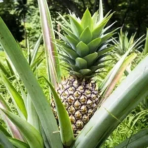 White Jade Pineapple