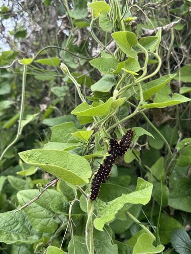 Seasonal caterpillar crawl