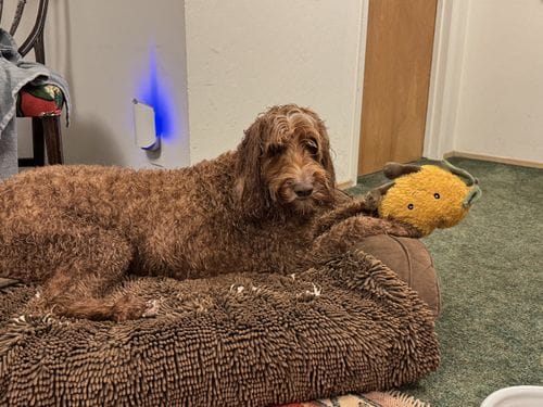 Dog Bed