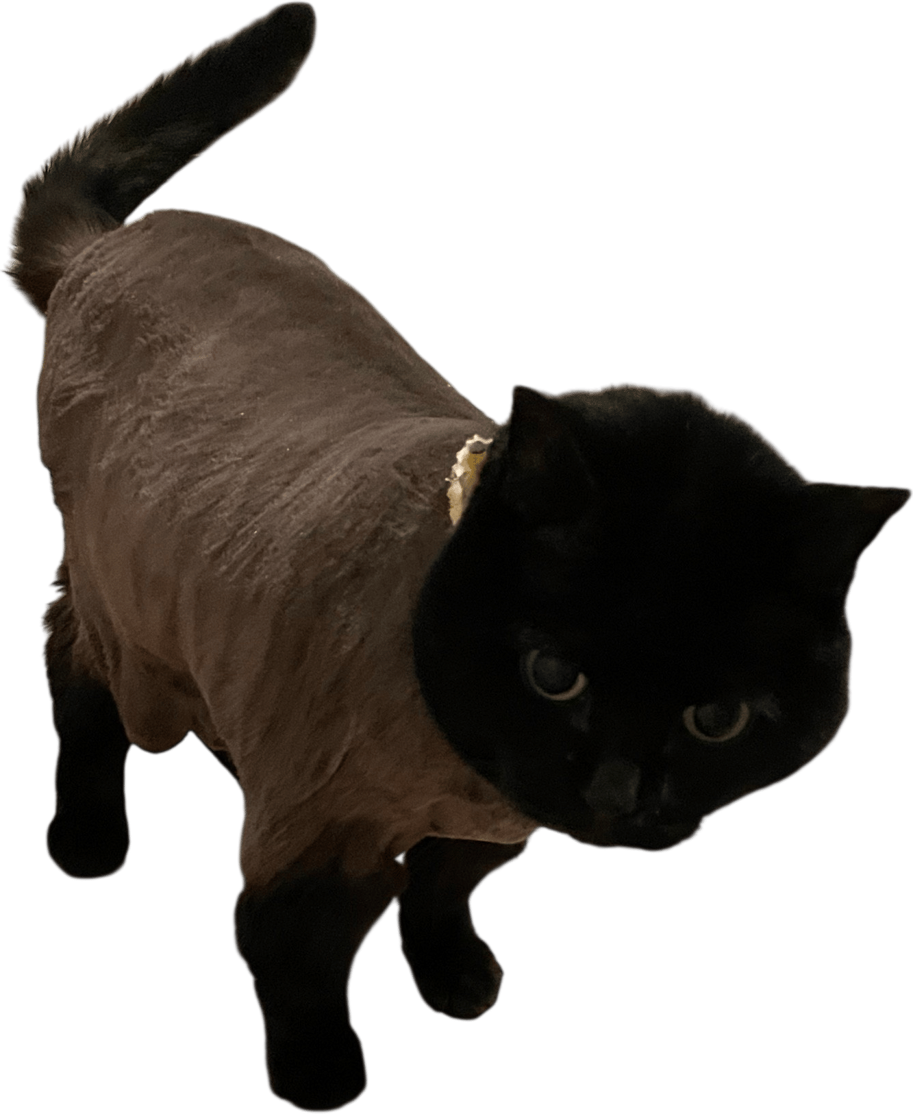 Let some stoned 20 somethings groom your cat