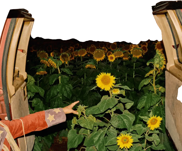 Little Wide Open 🌻
