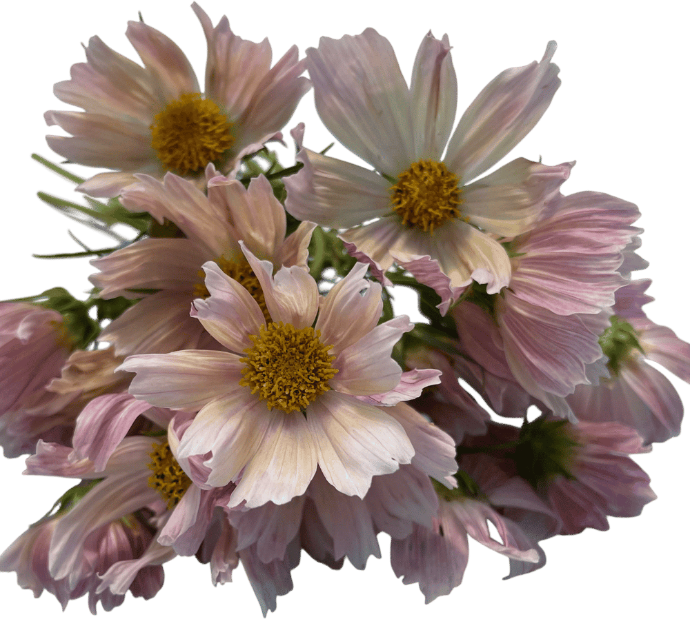 Apricot Lemonade Cosmos