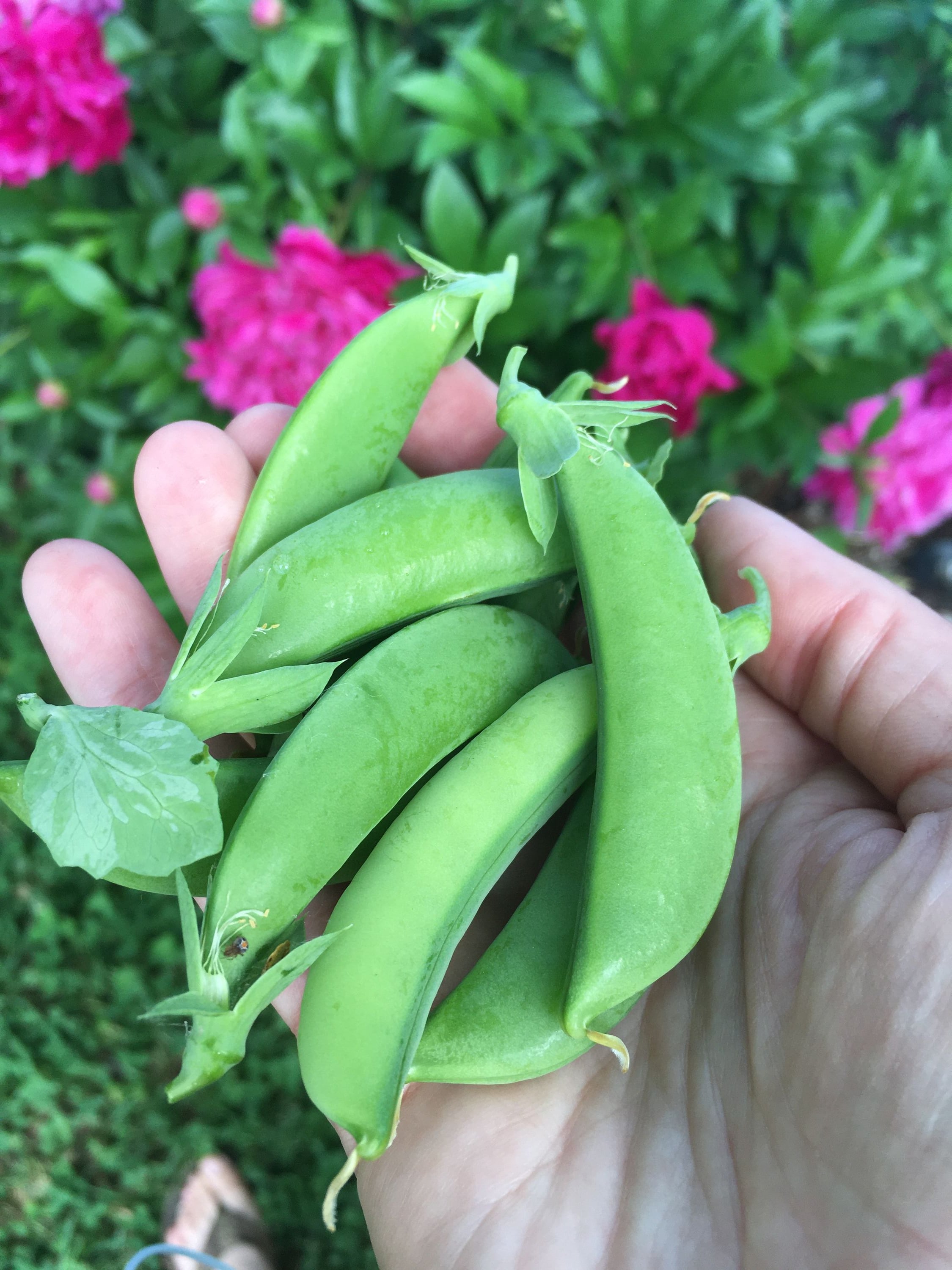 Sugar snap peas