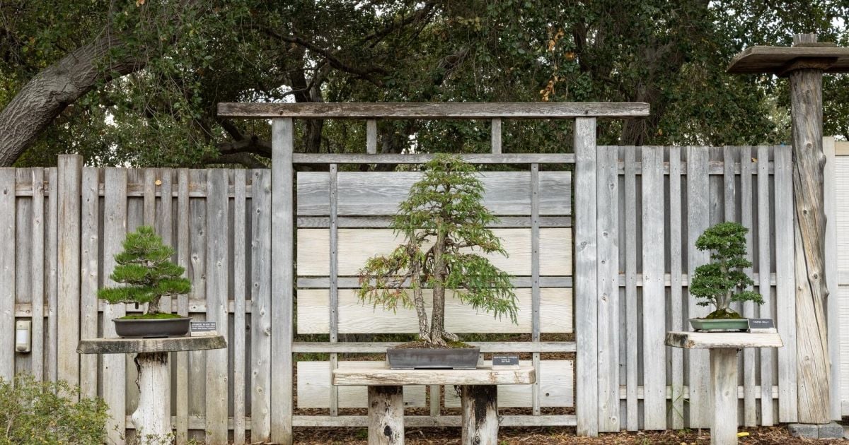the bonsai tree museum