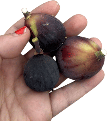 Finding a fig tree on a walk