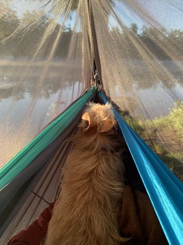 Small dog in your camping hammock