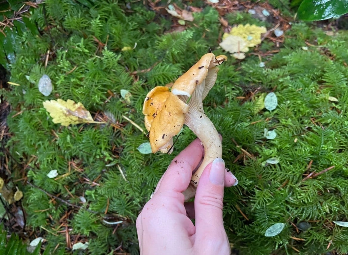 Foraging for mushrooms
