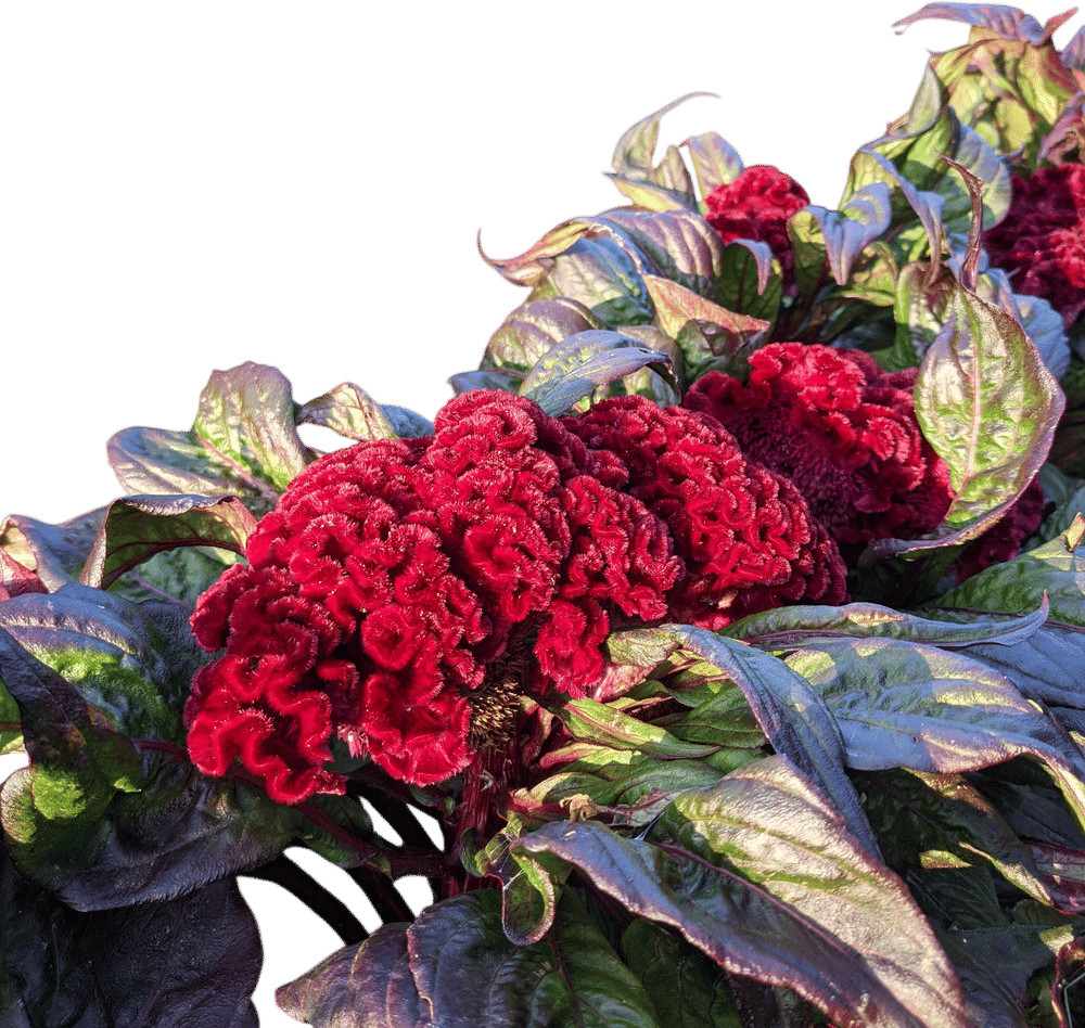 Dracula Celosia