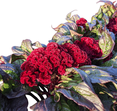 Dracula Celosia Seeds
