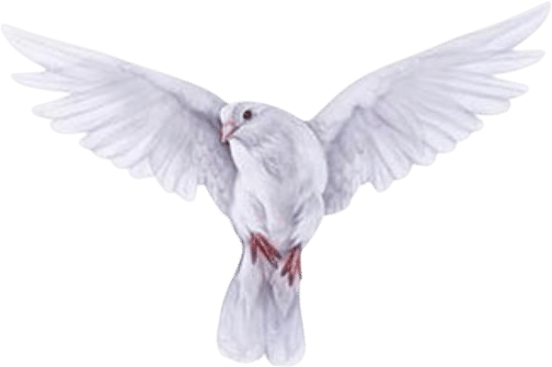 @magnacartiflow | 2nd instagram