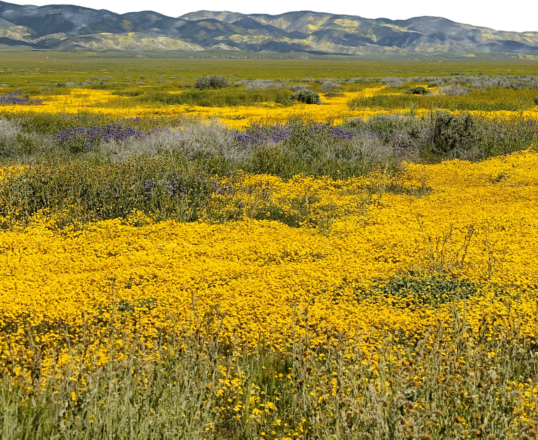 Carrizo Plain National Monument