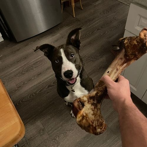 If Your Dog Has The Energy Of 1000 Suns