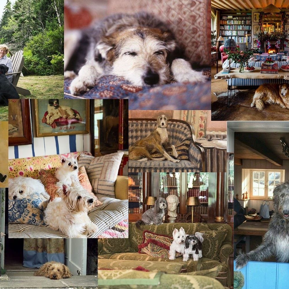 Get more dogs