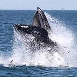American Princess Whale Cruise