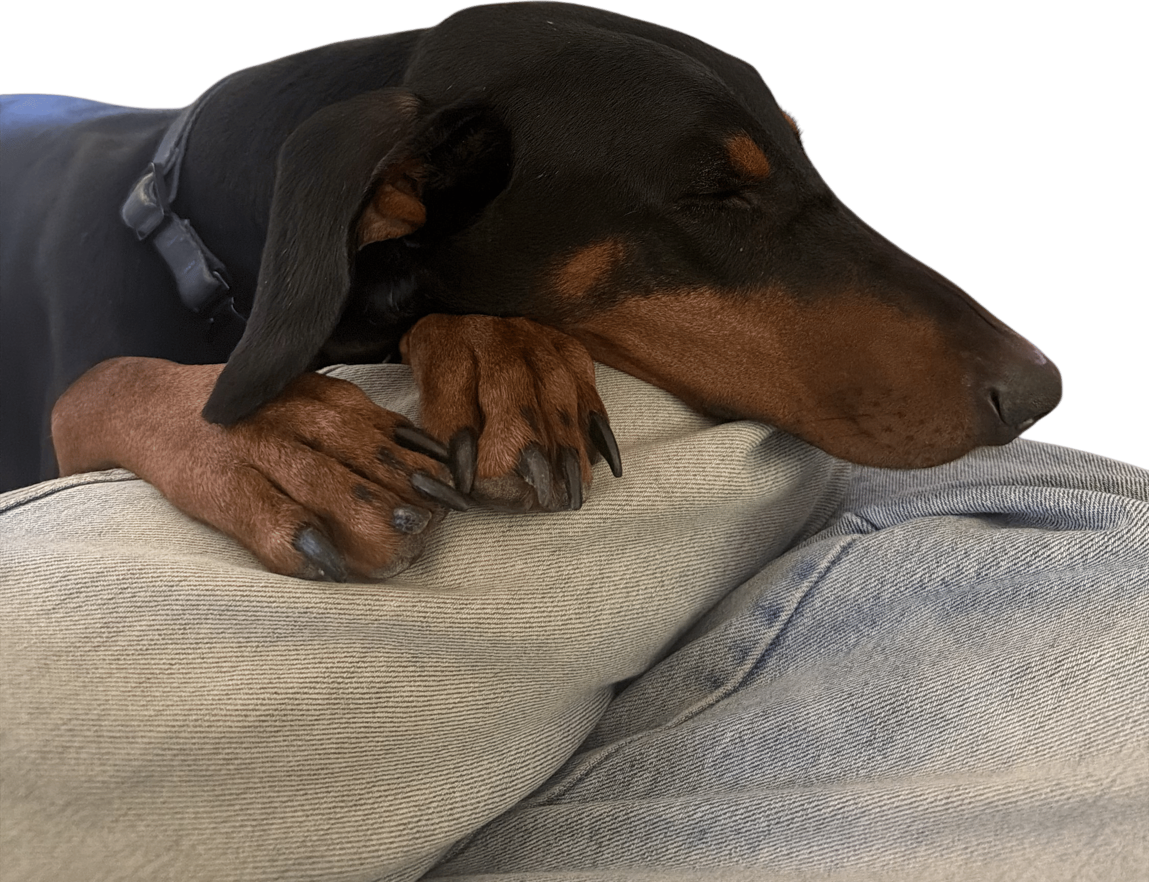Doberman Pinschers