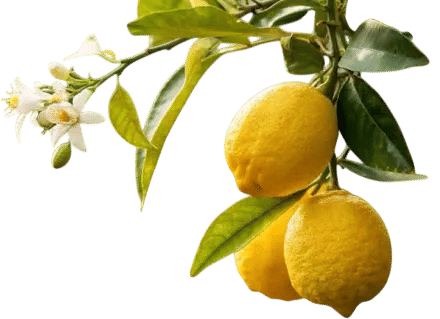 lemons lemon soup whole lemon juice