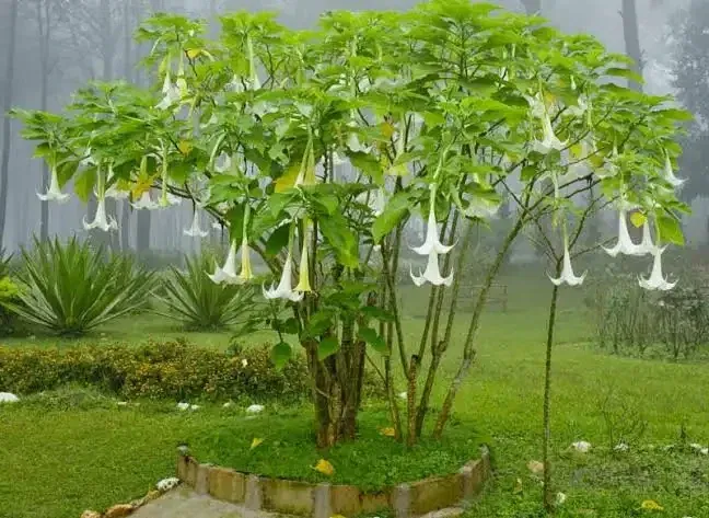Angel's trumpet flower