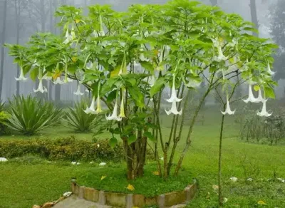 Brugmansia