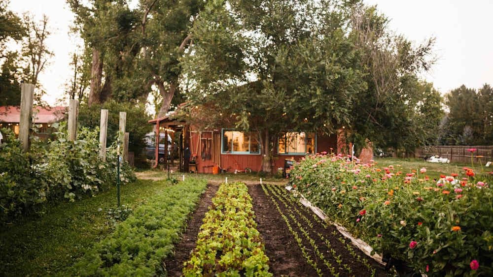 Gregory Alan Isakov’s garden