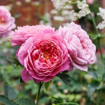 Beautiful English Roses