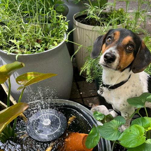 Gardening