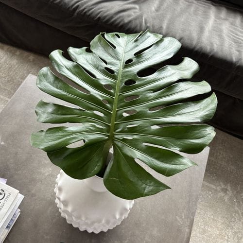 Giant leaf