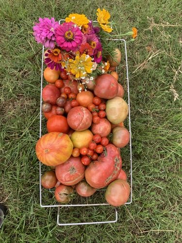 Cherokee Purple Tomato