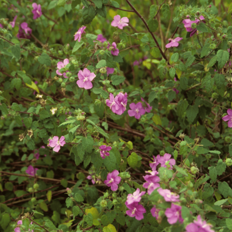 Rock Rose