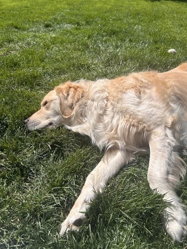Sit in the grass & pet a dog
