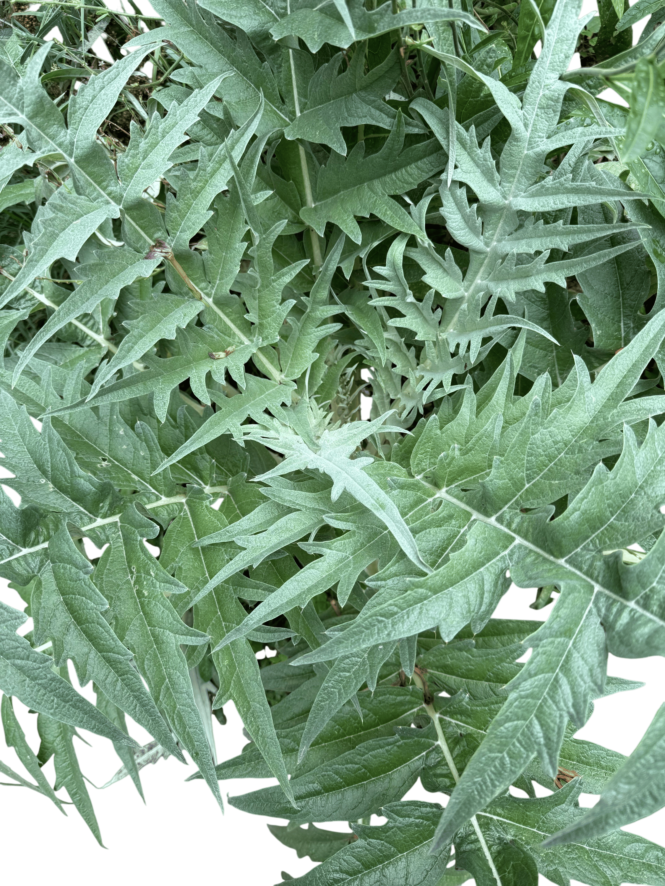 Cardoons!!!