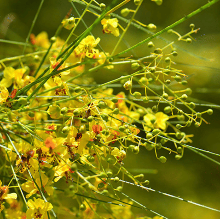 Mexican Paloverde