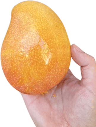 This mango
