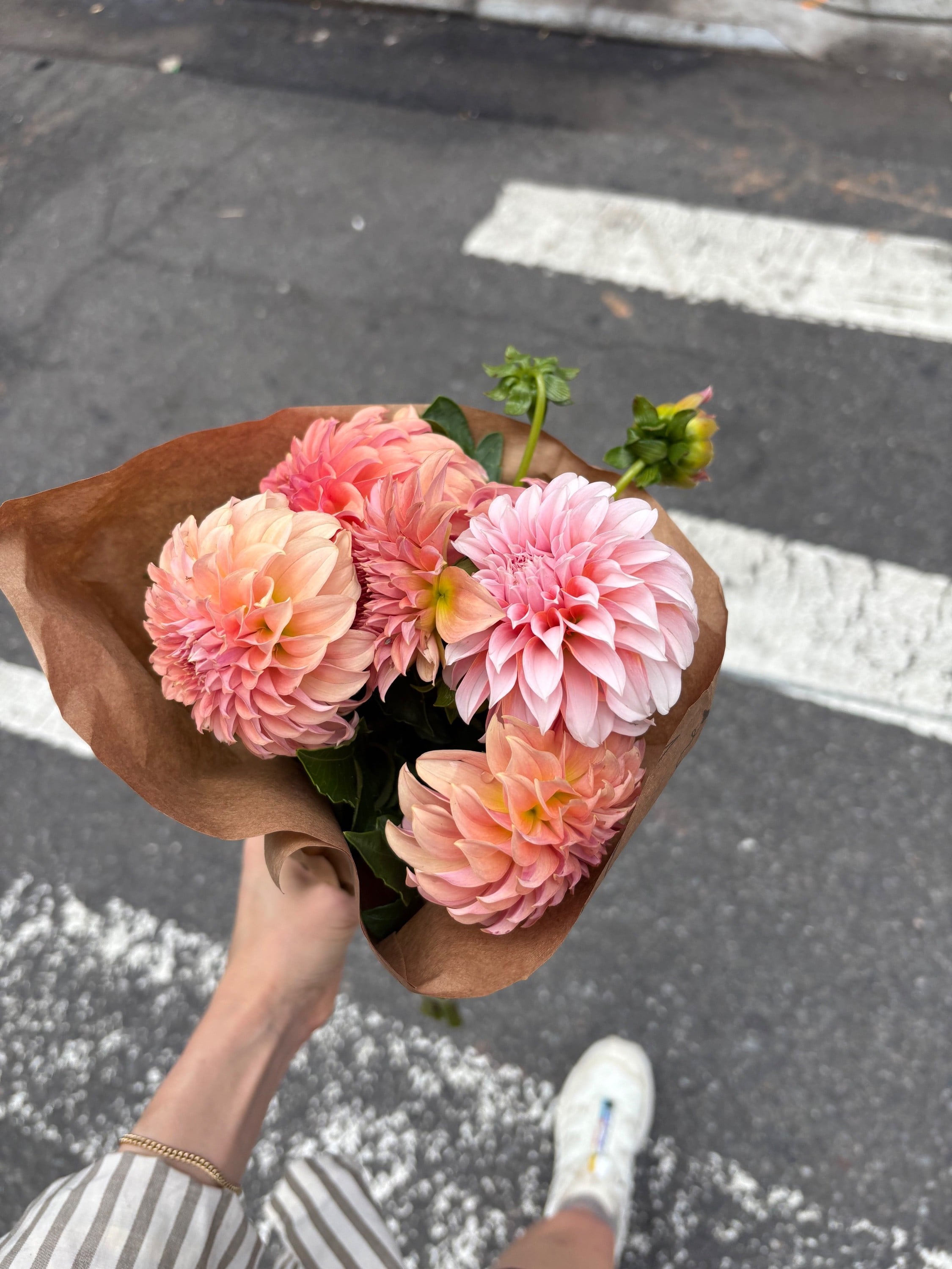 Dahlia season