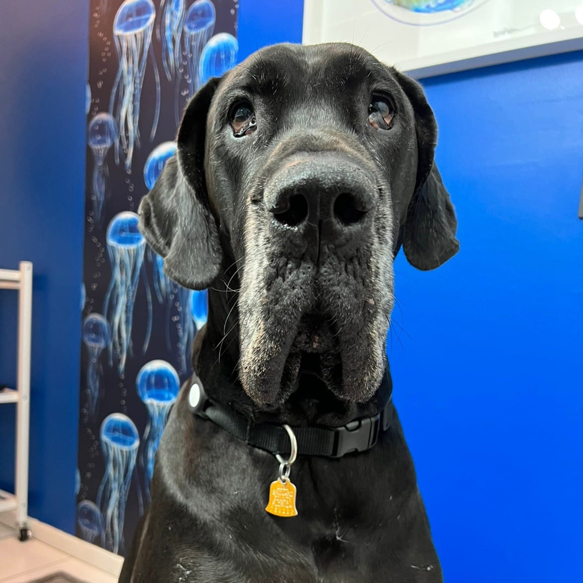 django the great dane