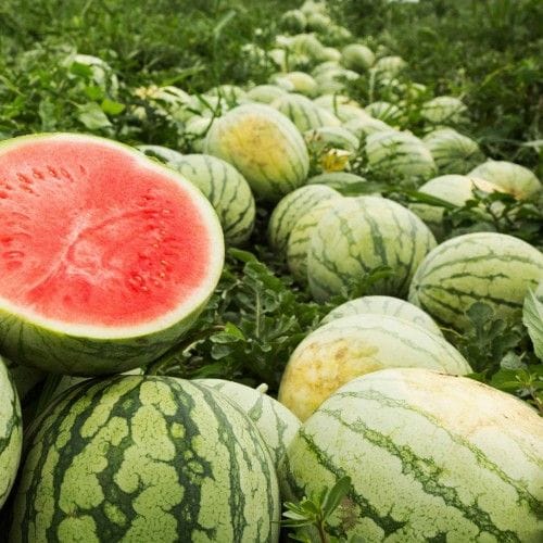 Watermelon Hibiscus Juice