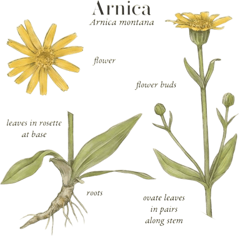 Arnica Montana (Boiron)
