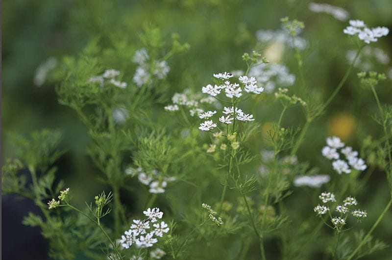 Cilantro Flower