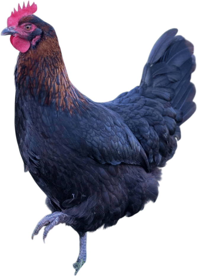 French Black Copper Marans (Alchemist Line)