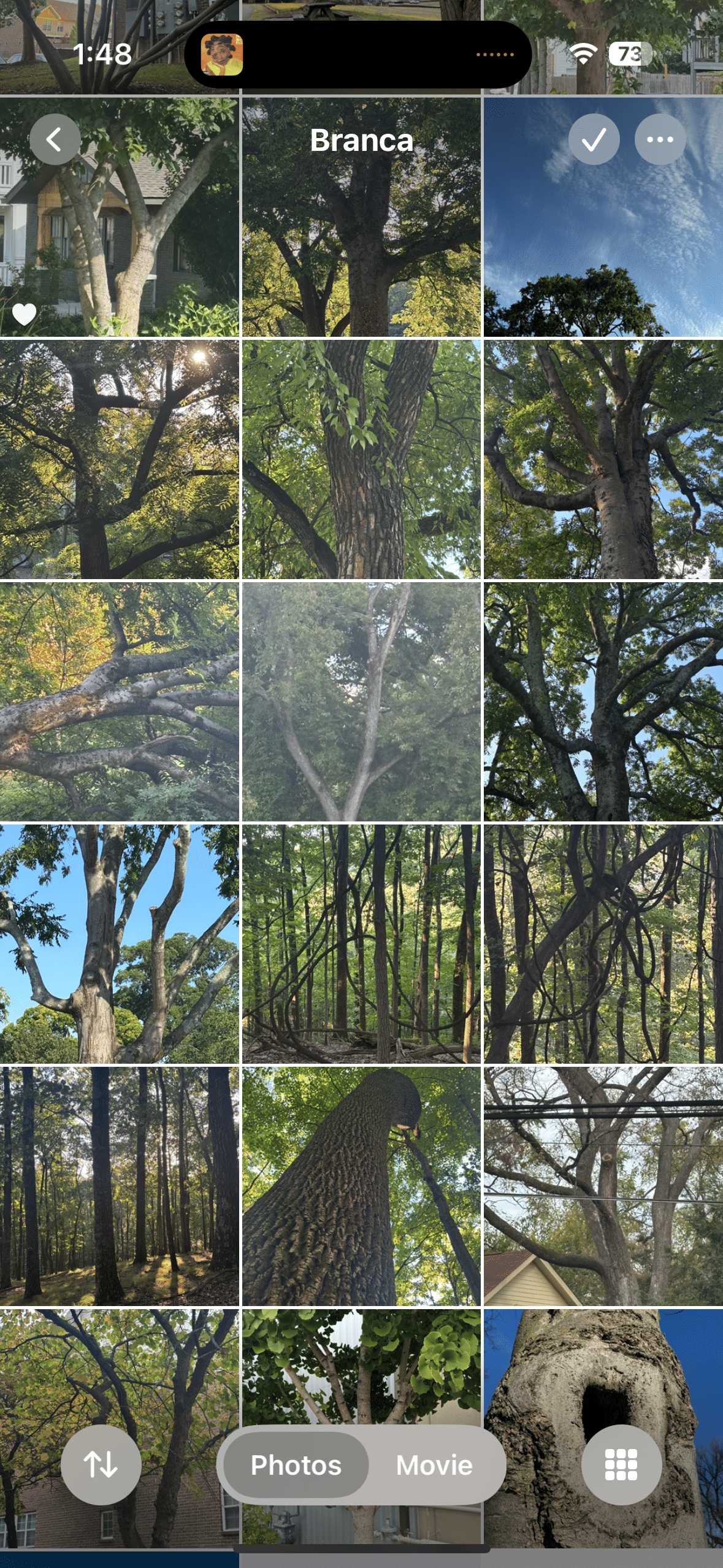 Trees