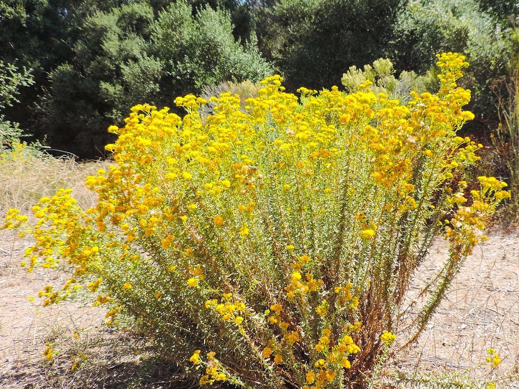 California Goldenbush, Isocoma Menzii
