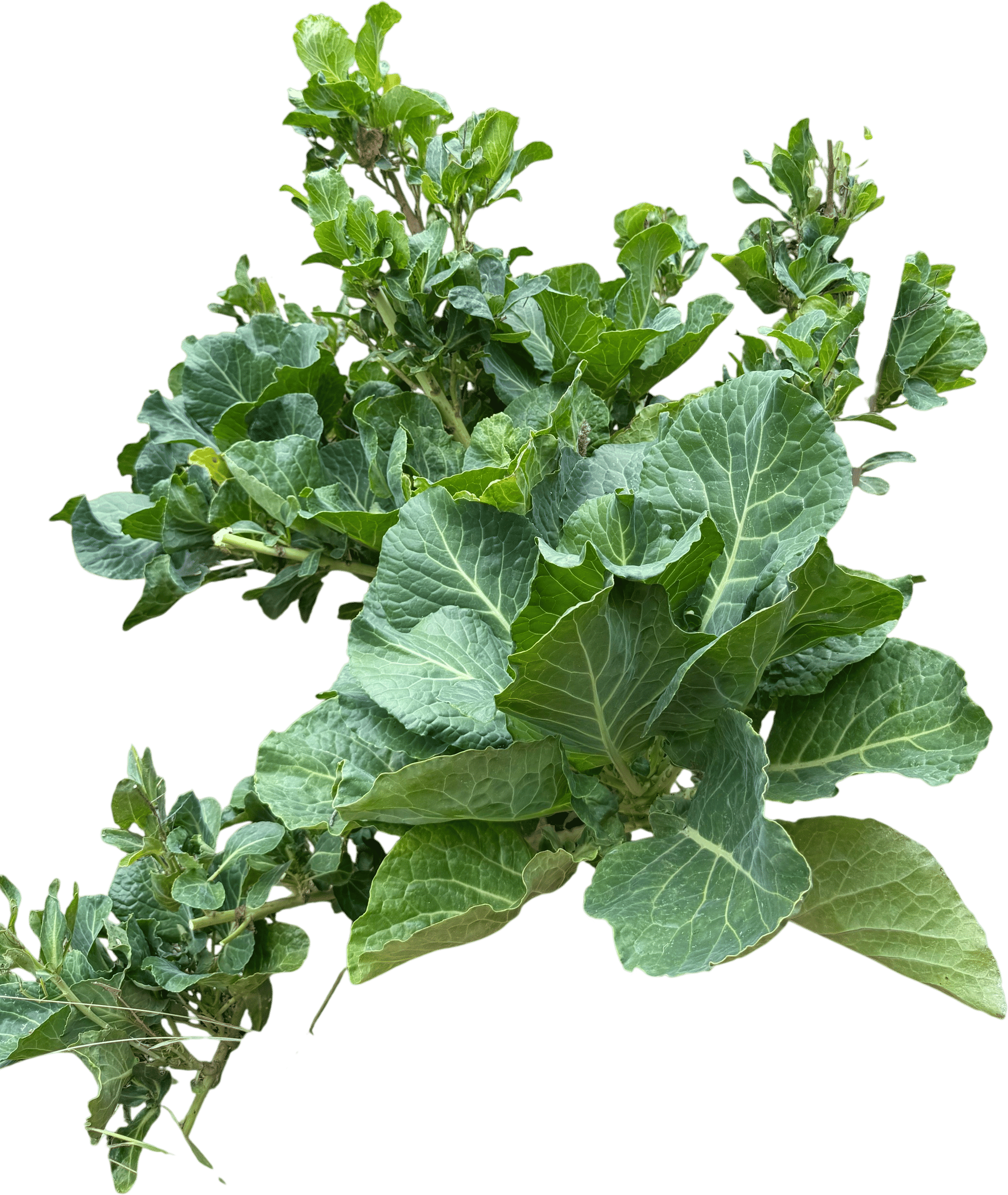 Homesteader's Kaleidoscopic Perennial Kale Grex Seeds
