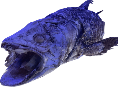 Numazu Deep Sea Aquarium