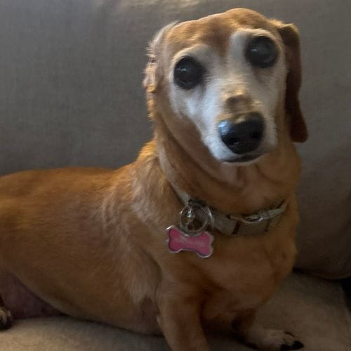 molly