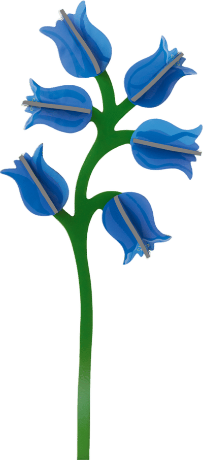 Campanula