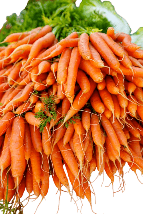 Raw carrots