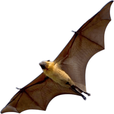 What is it like to be a Bat?- by Thomas Nagel