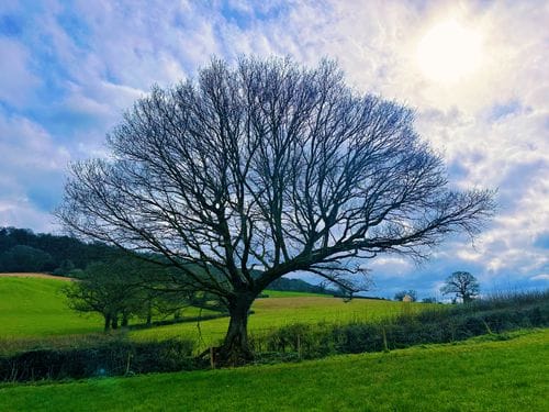 Honiton, England