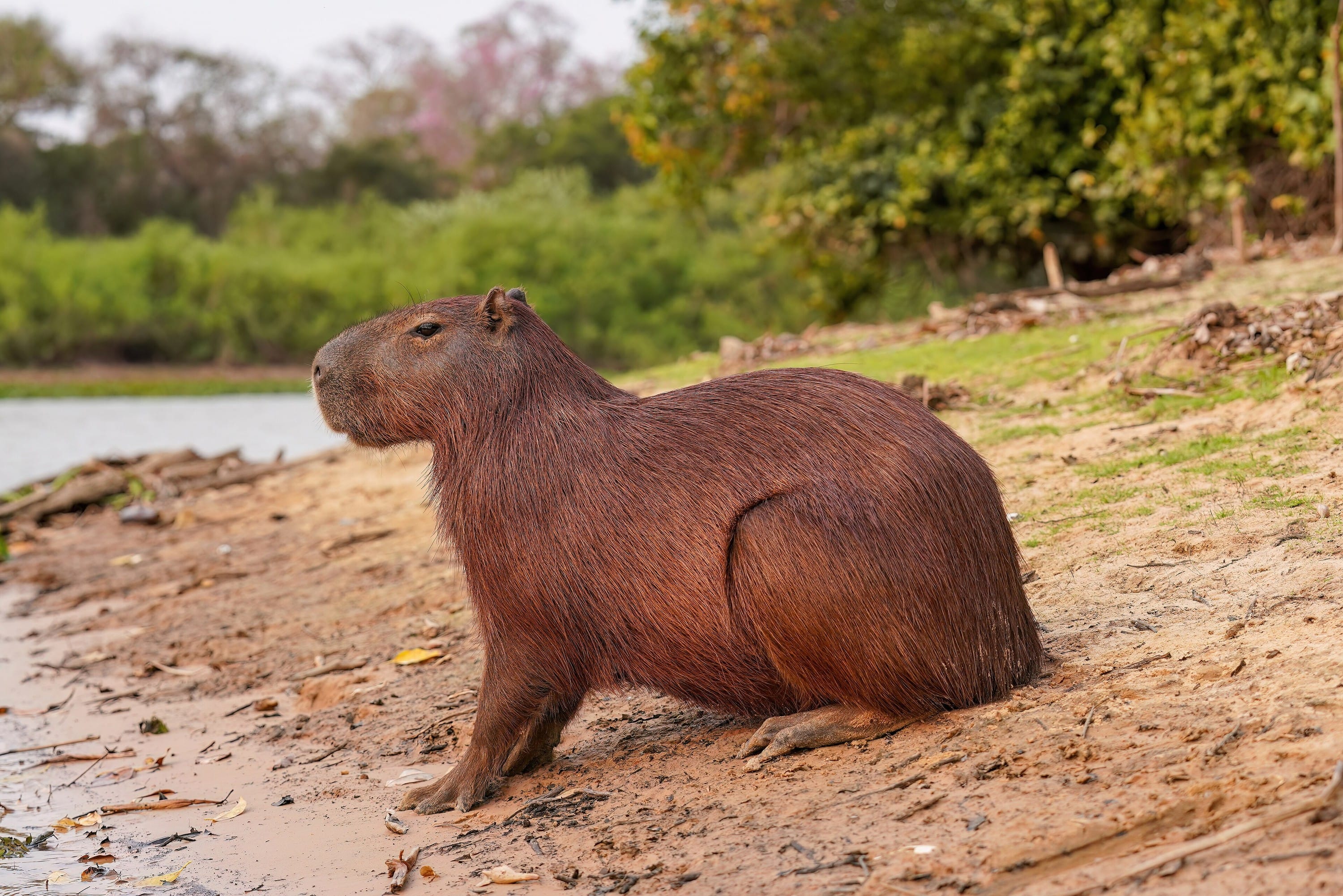 Capybaras