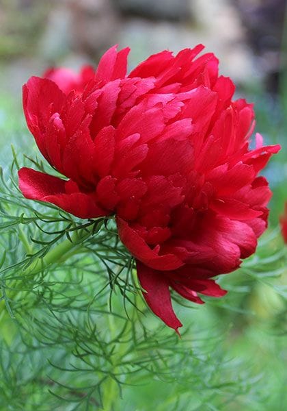 Fern leaf peony